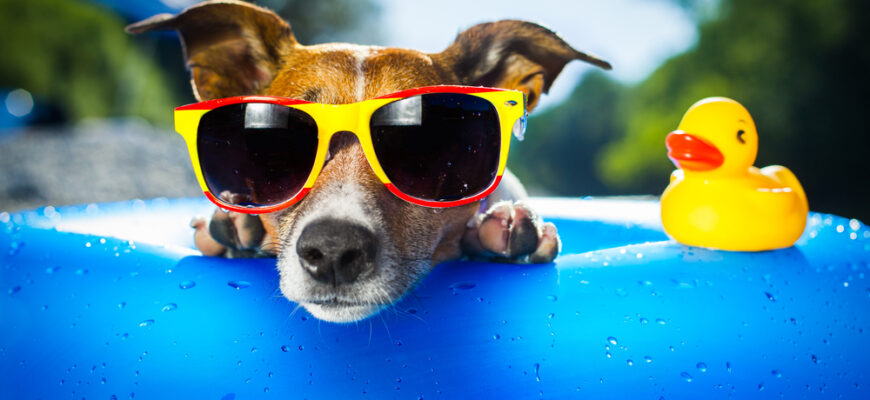 dog on blue pool floaty